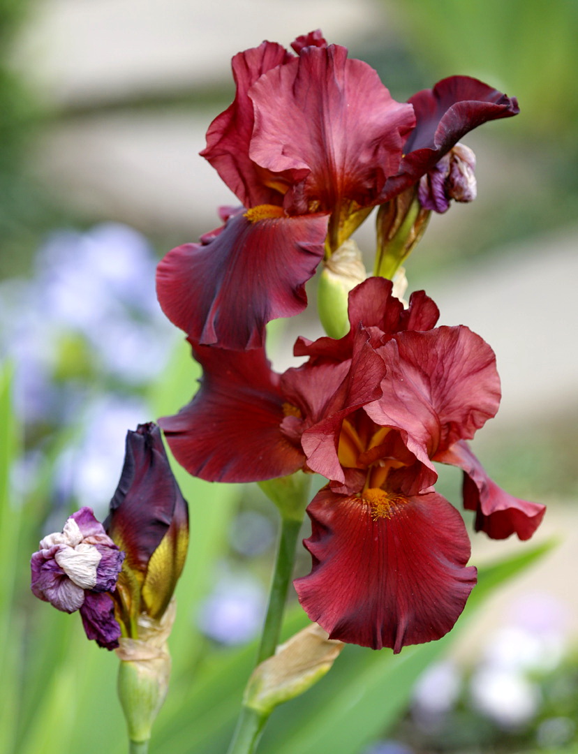Image of genus Iris specimen.