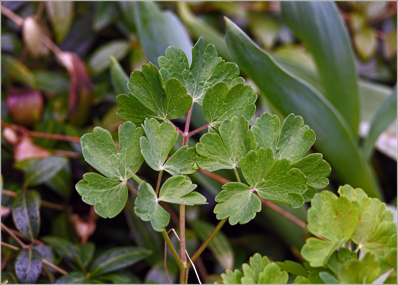 Изображение особи Aquilegia vulgaris.