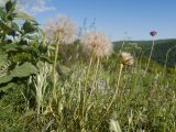 Tragopogon brevirostris