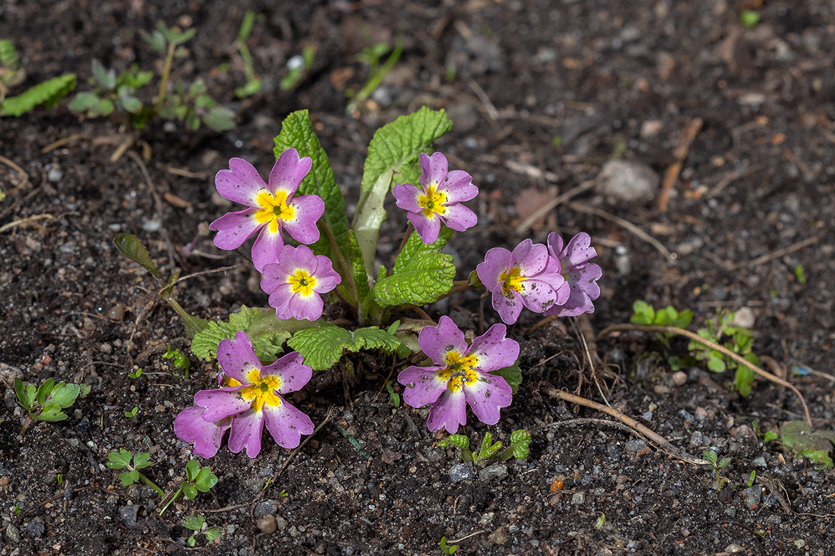 Image of Primula vulgaris specimen.