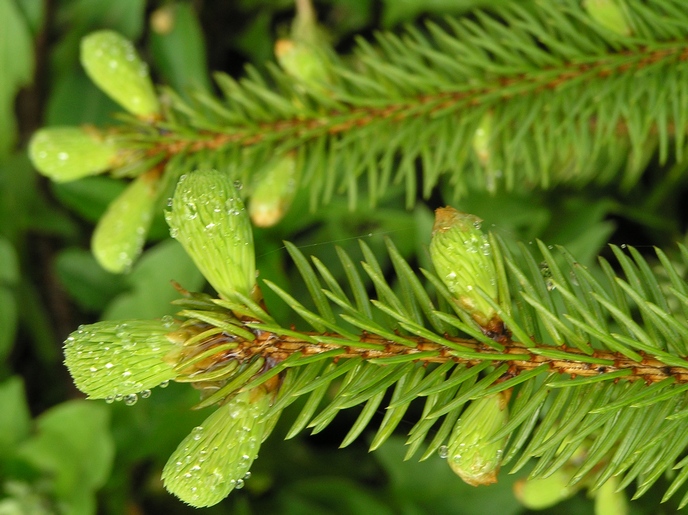 Изображение особи Picea asperata.