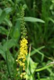 Agrimonia eupatoria