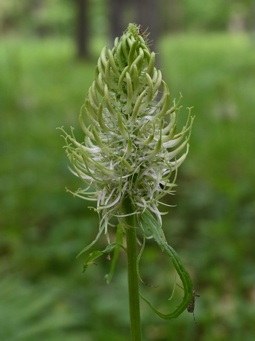 Изображение особи Phyteuma spicatum.