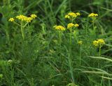Patrinia scabiosifolia