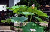 Nelumbo nucifera. Верхушка цветущего растения с отцветающим цветком и бутоном. Китай, пров. Цзянсу, г. Сучжоу, в культуре. 27.05.2025.