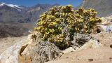 Arnebia tibetana
