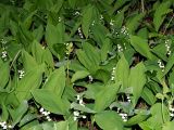 Convallaria majalis