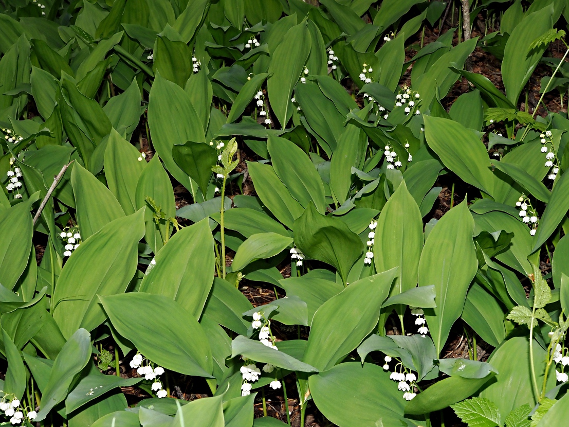 Image of Convallaria majalis specimen.