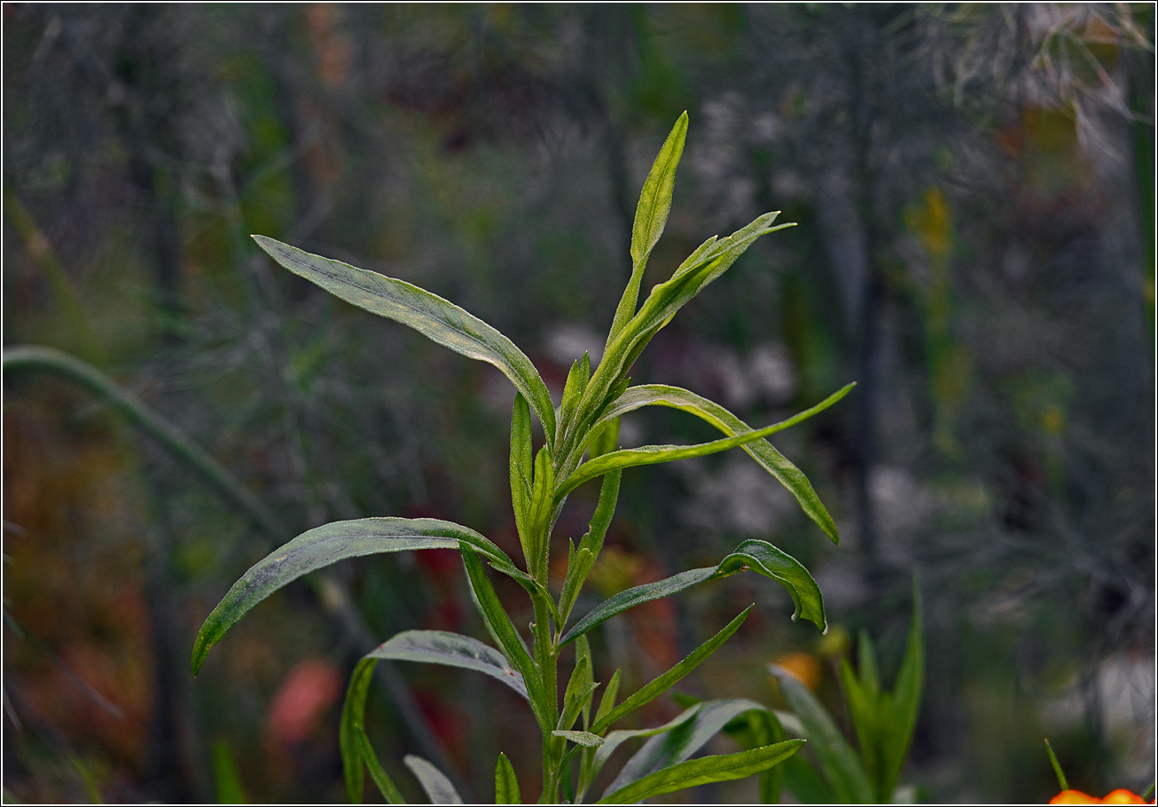 Image of Artemisia dracunculus specimen.
