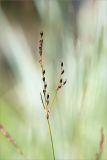 Juncus atrofuscus. Верхушка побега с соплодием. Карелия, Лоухский р-н, окр. биостанции «Мыс Картеш»; берег Белого моря, приморский разнотравно-злаковый луг. 22.07.2025.