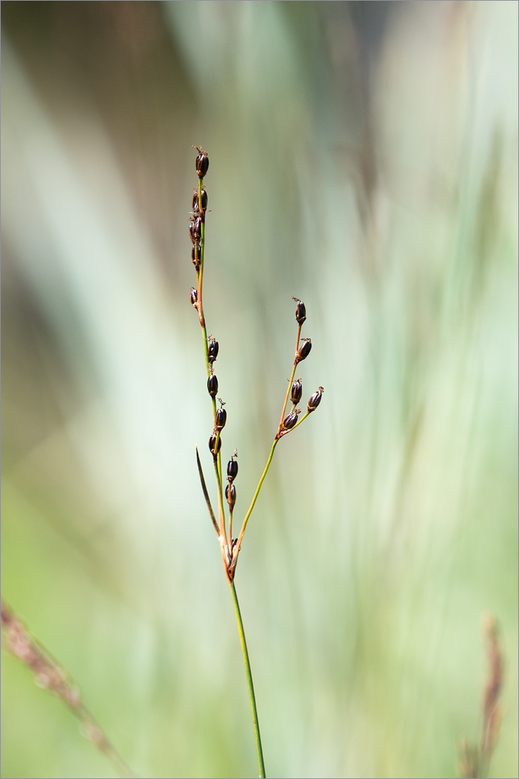 Изображение особи Juncus atrofuscus.