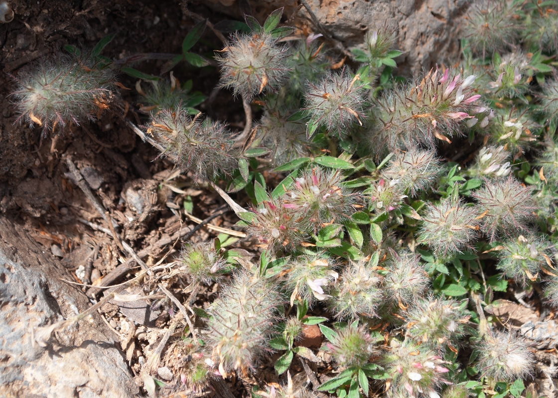 Изображение особи Trifolium stellatum.