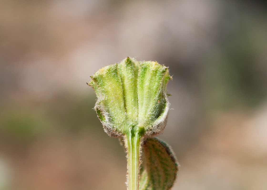 Image of genus Phlomis specimen.