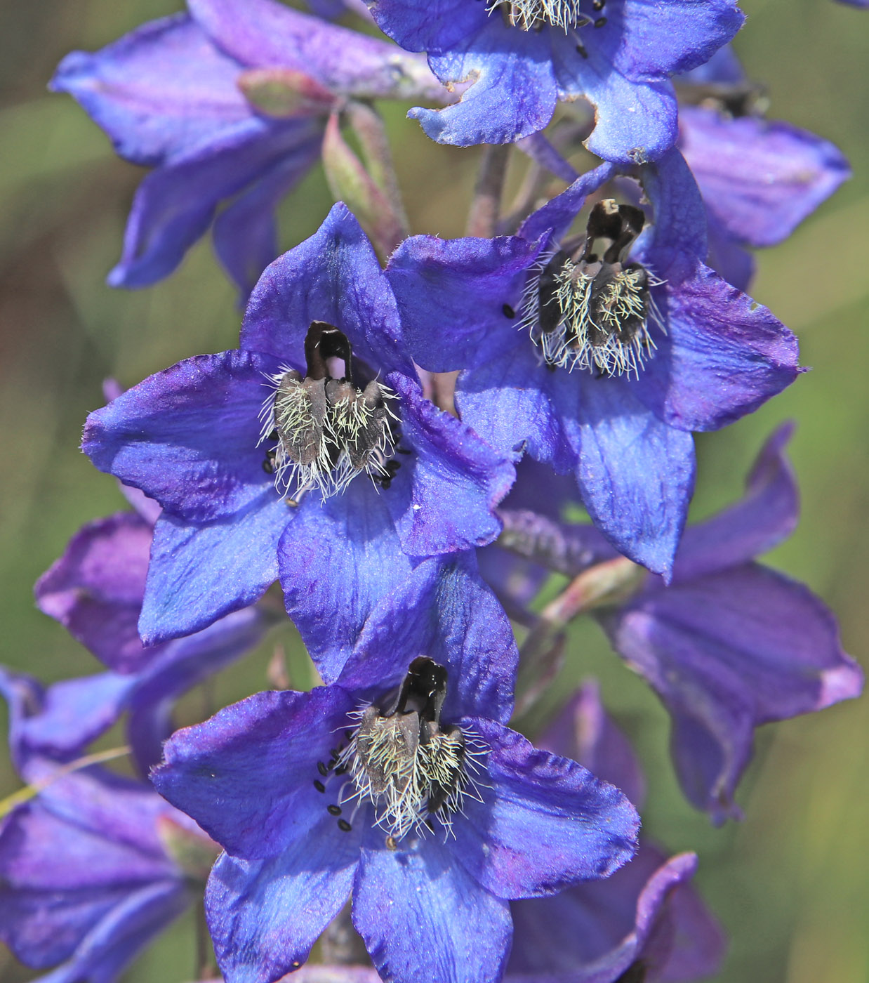 Image of Delphinium cuneatum specimen.