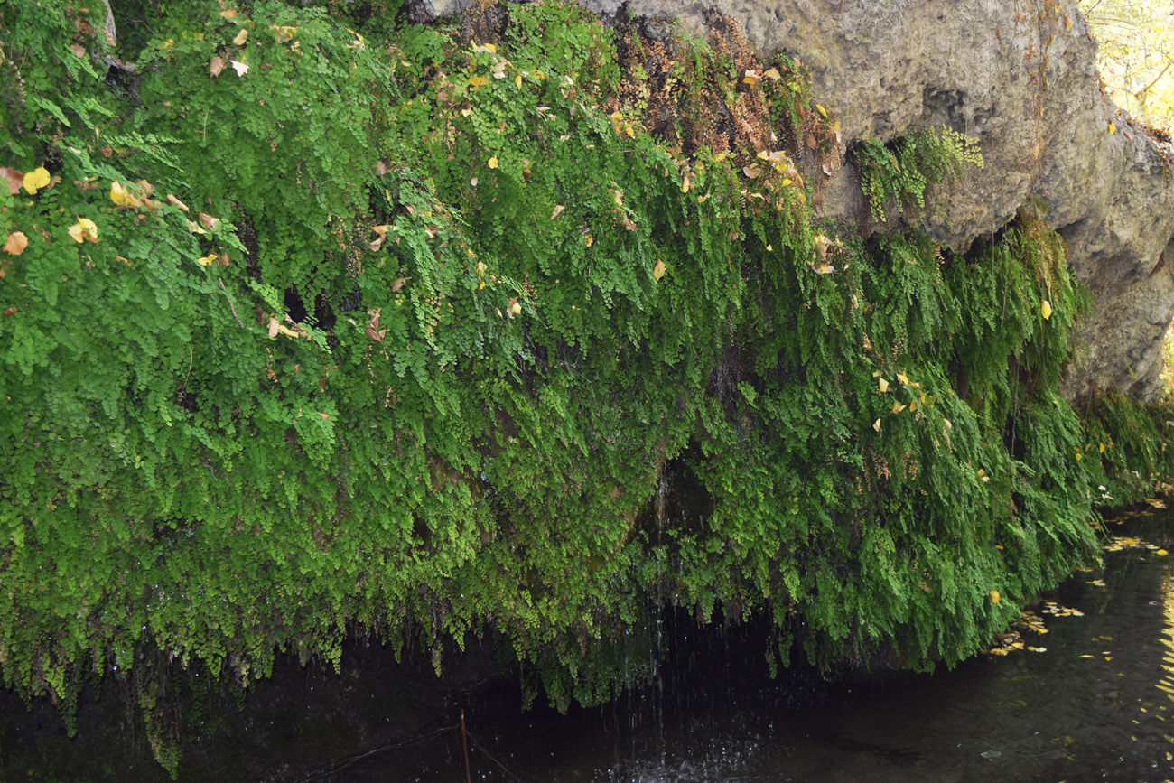 Изображение особи Adiantum capillus-veneris.