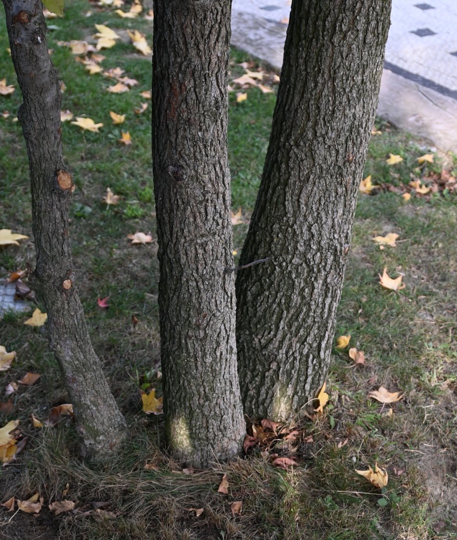 Image of Liquidambar styraciflua specimen.