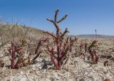 Salicornia perennans. Вегетирующие растения. Крым, Керченский п-ов, Приазовье, Генеральские пляжи, на месте небольшого высохшего сточного водоёма. 10.06.2018.