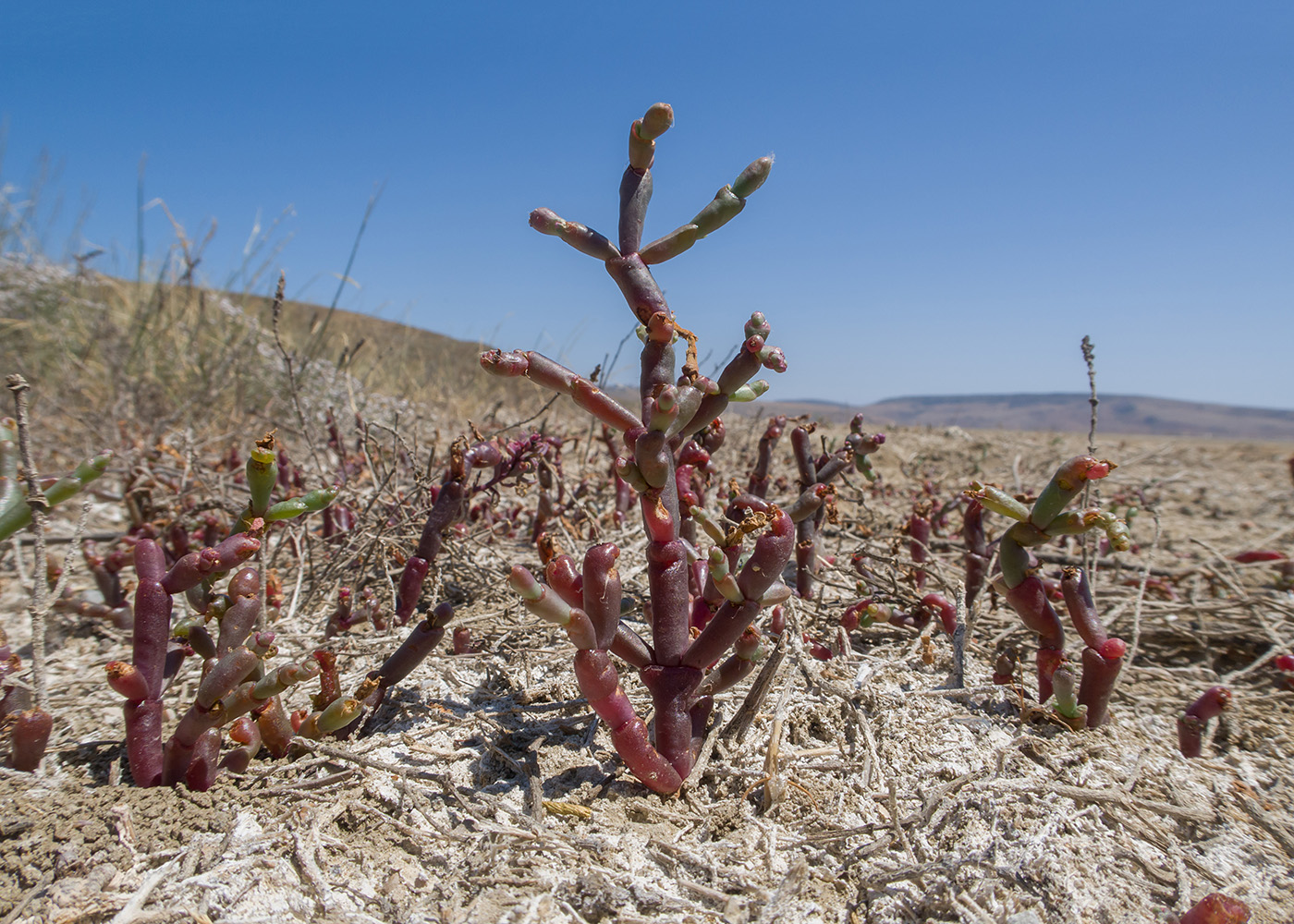 Изображение особи Salicornia perennans.