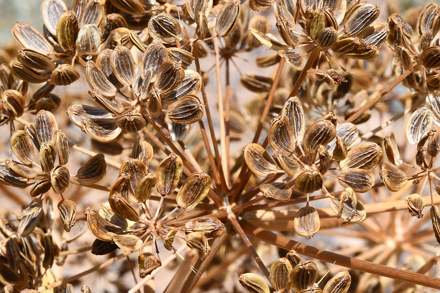 Изображение особи Ferula iliensis.