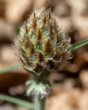 Psephellus declinatus. Развивающееся соцветие. Крым, окр. пос. Новый Свет, западный склон горы Сокол (Куш-Кая), дубово-можжевеловое редколесье. 19.04.2025.