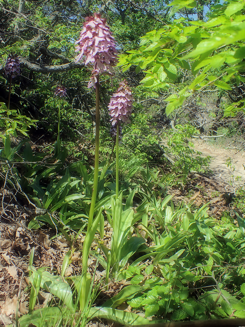 Image of Orchis purpurea specimen.