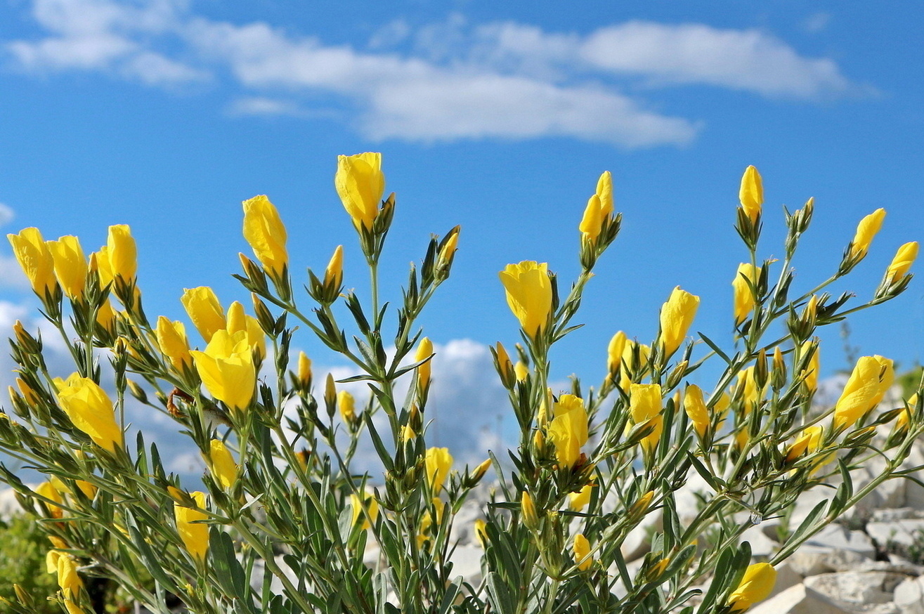 Image of Linum tauricum specimen.