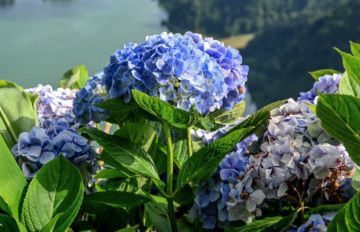 Изображение особи Hydrangea macrophylla.