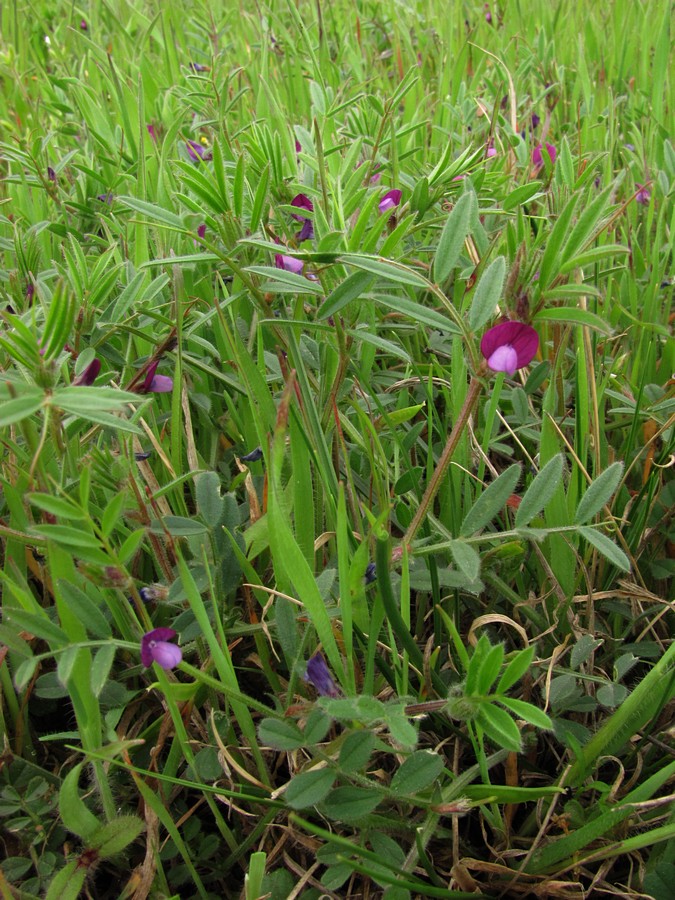 Image of Vicia lathyroides specimen.