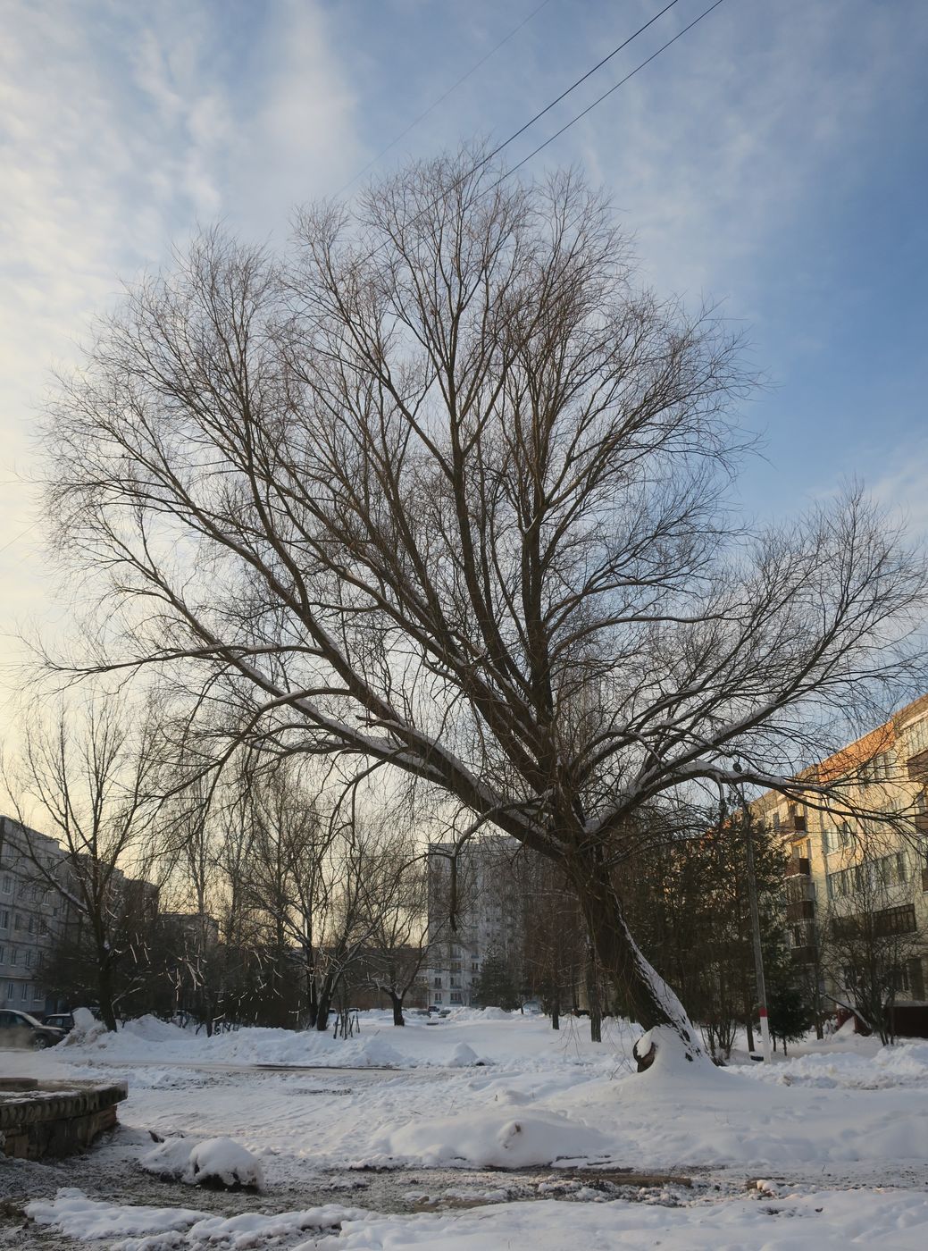 Изображение особи Salix alba.