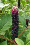 Phytolacca acinosa. Соплодие с плодами разной степени зрелости. Челябинская обл., г. Челябинск, ботсад ЧелГУ, в культуре. 08.08.2022.