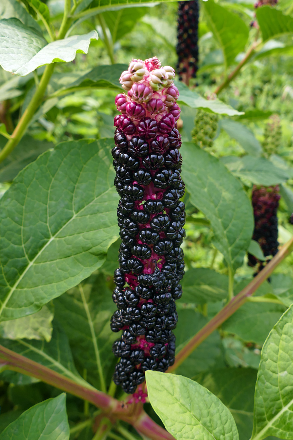 Изображение особи Phytolacca acinosa.