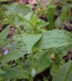 Melandrium latifolium. Верхушка вегетирующего побега. Абхазия, Гудаутский р-н, Рицинский реликтовый национальный парк, хр. Авадхара, дол. р. Авадхара, хвойно-широколиственный лес, опушка. 1600 м н.у.м. 09.06.2025.