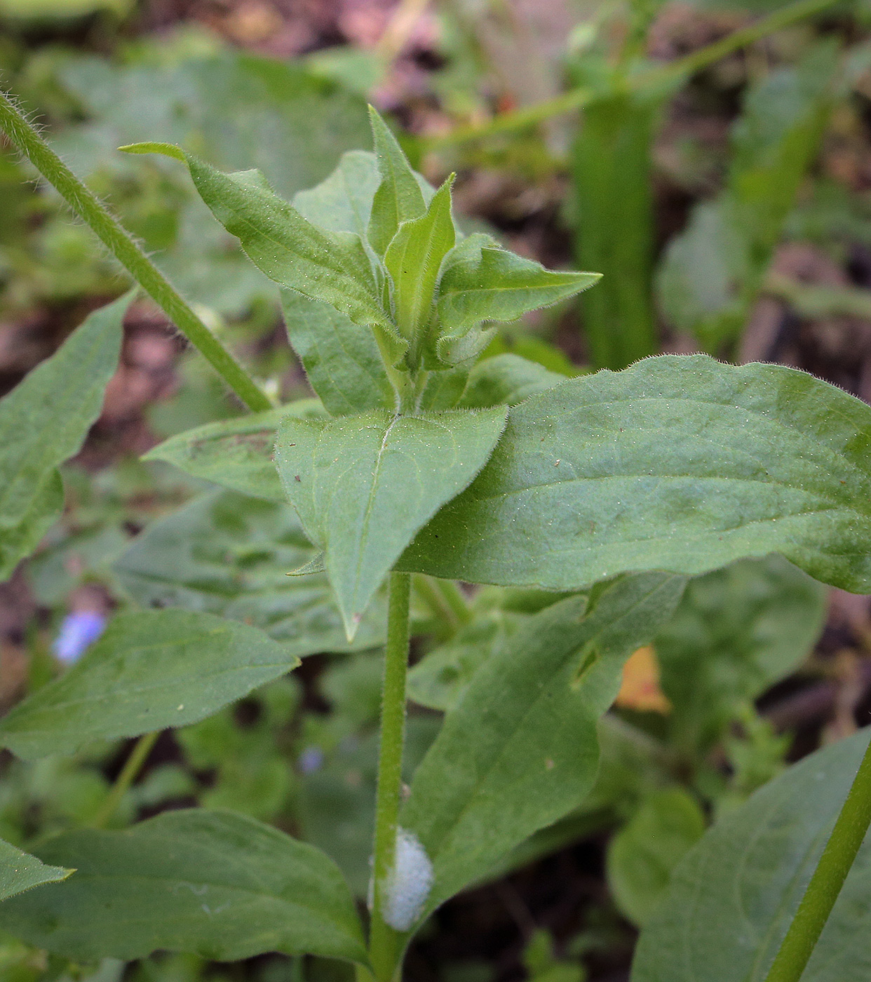 Image of Melandrium latifolium specimen.