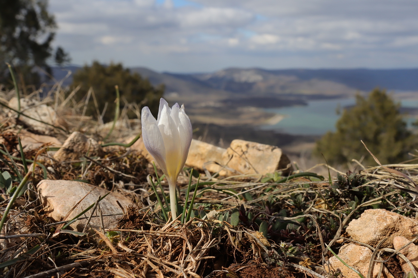 Изображение особи Crocus tauricus.