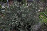 Colletia spinosissima. Цветущее растение. Краснодарский край, г. Сочи, парк \"Дендрарий\". 21 февраля 2026 г.