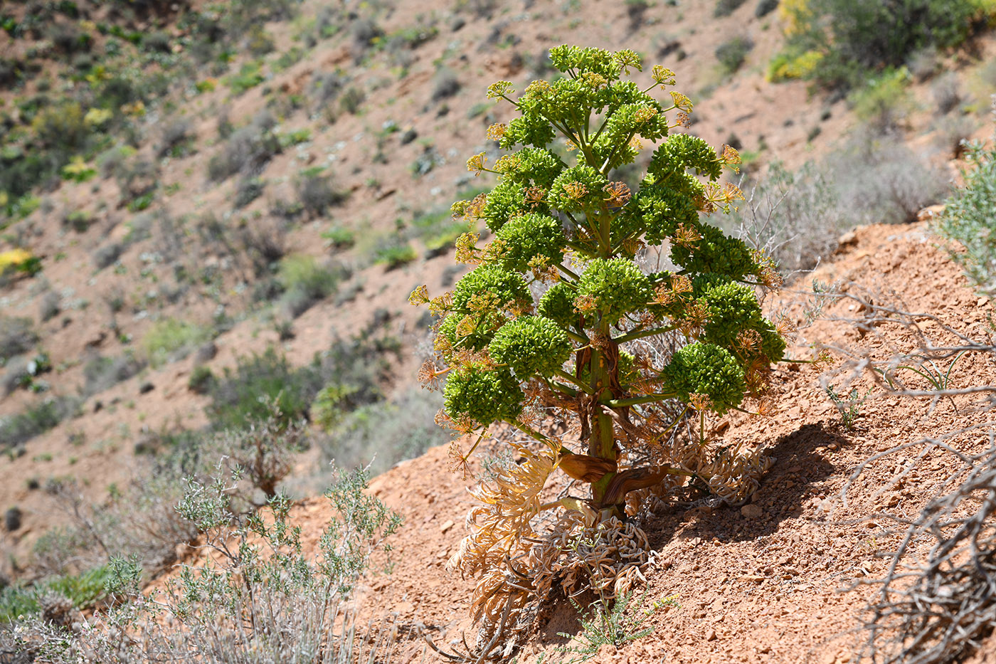 Image of genus Ferula specimen.