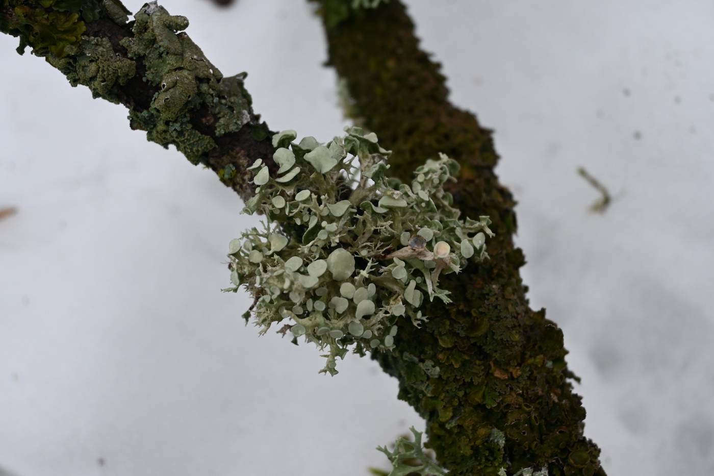 Image of Unknown species specimen.