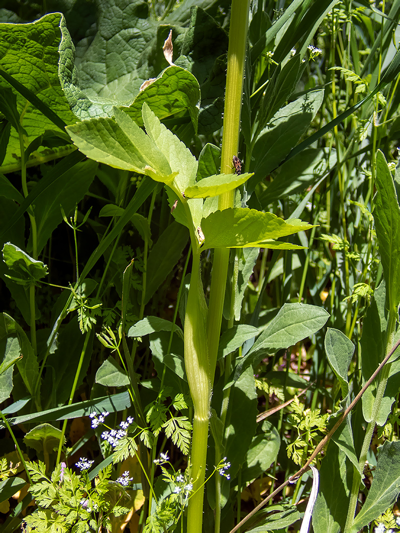 Image of Smyrnium perfoliatum specimen.