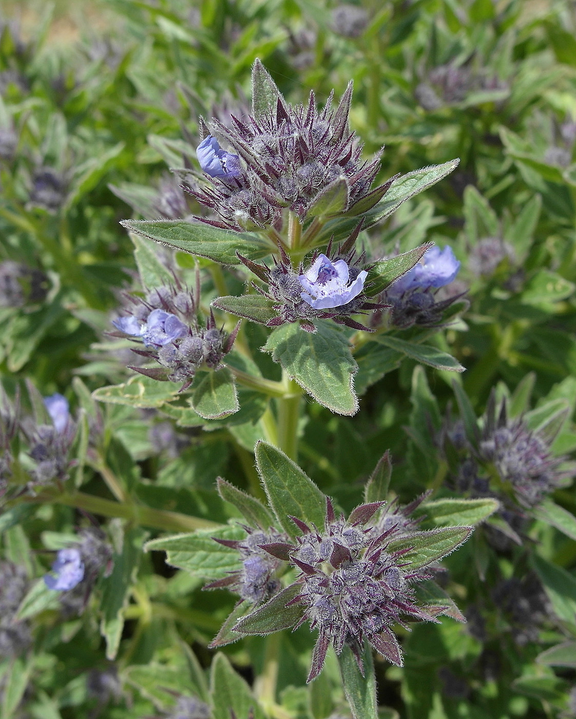 Изображение особи Nepeta ucranica.