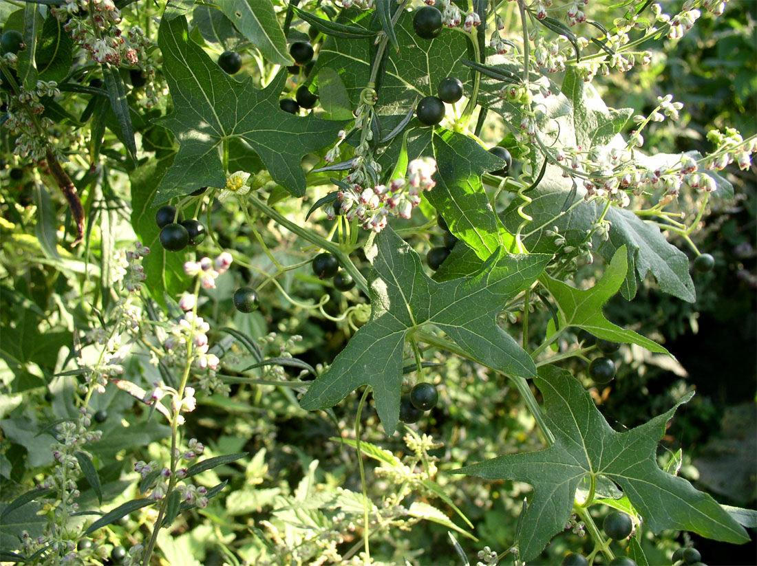 Image of Bryonia alba specimen.