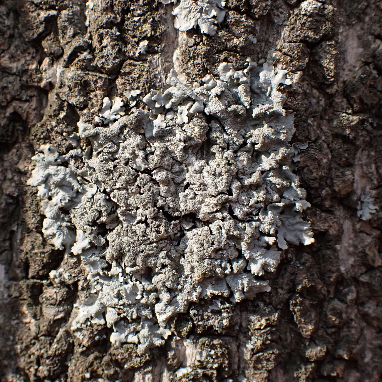Image of division Ascomycota specimen.