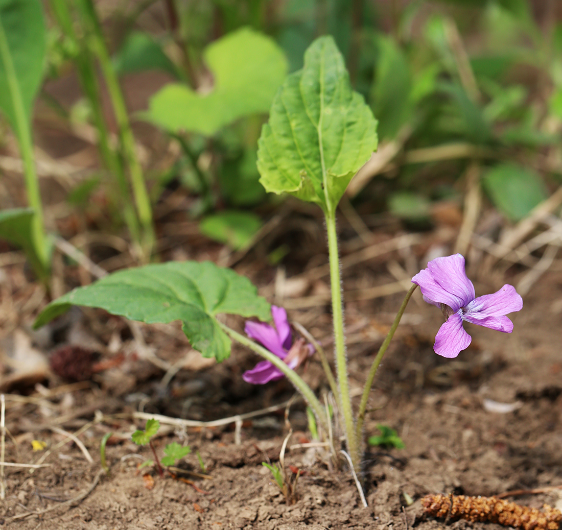 Image of Viola hirtipes specimen.