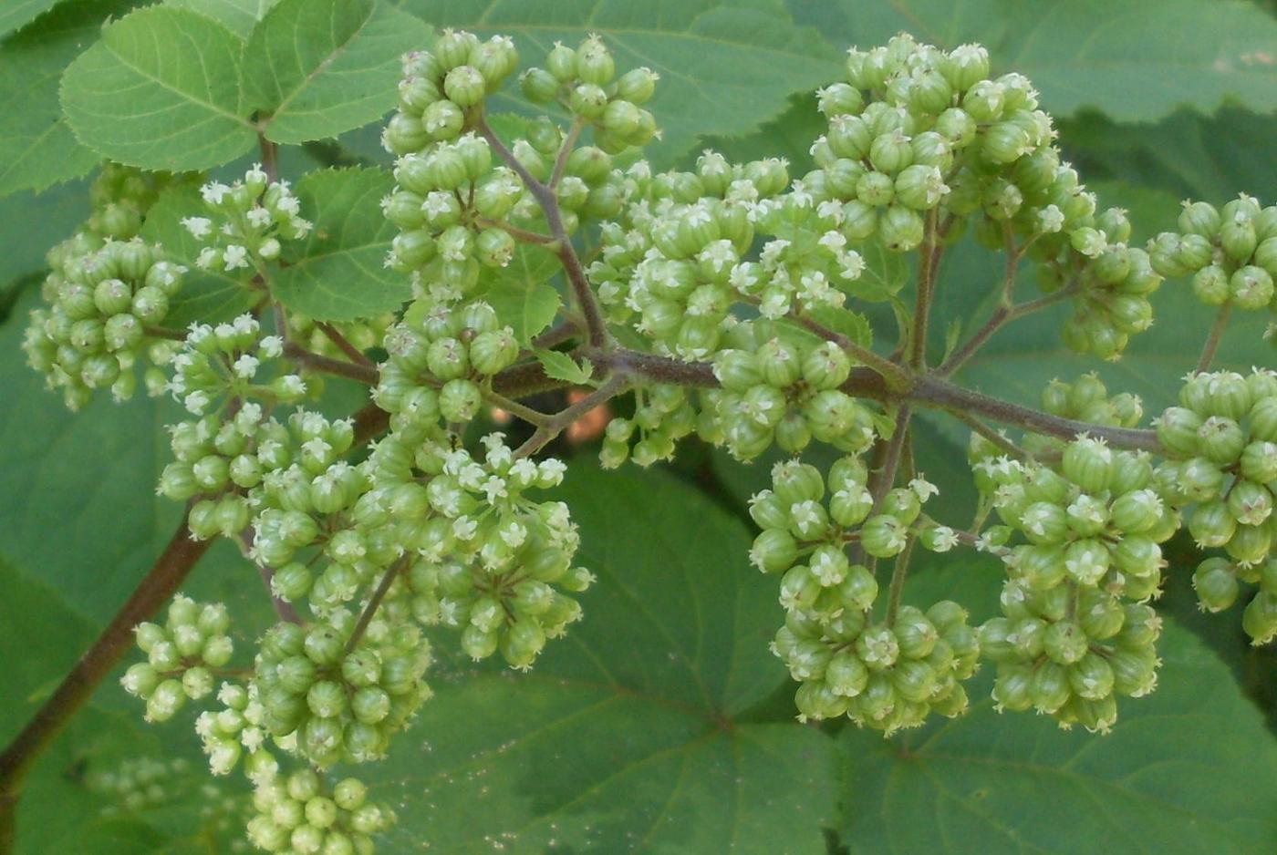 Image of Aralia racemosa specimen.