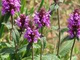 Betonica betoniciflora