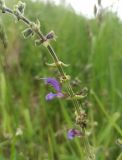 Salvia pratensis