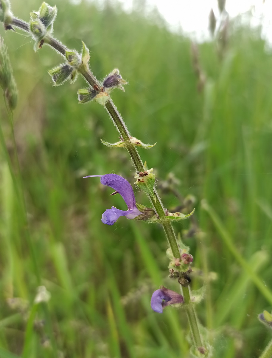 Image of Salvia pratensis specimen.