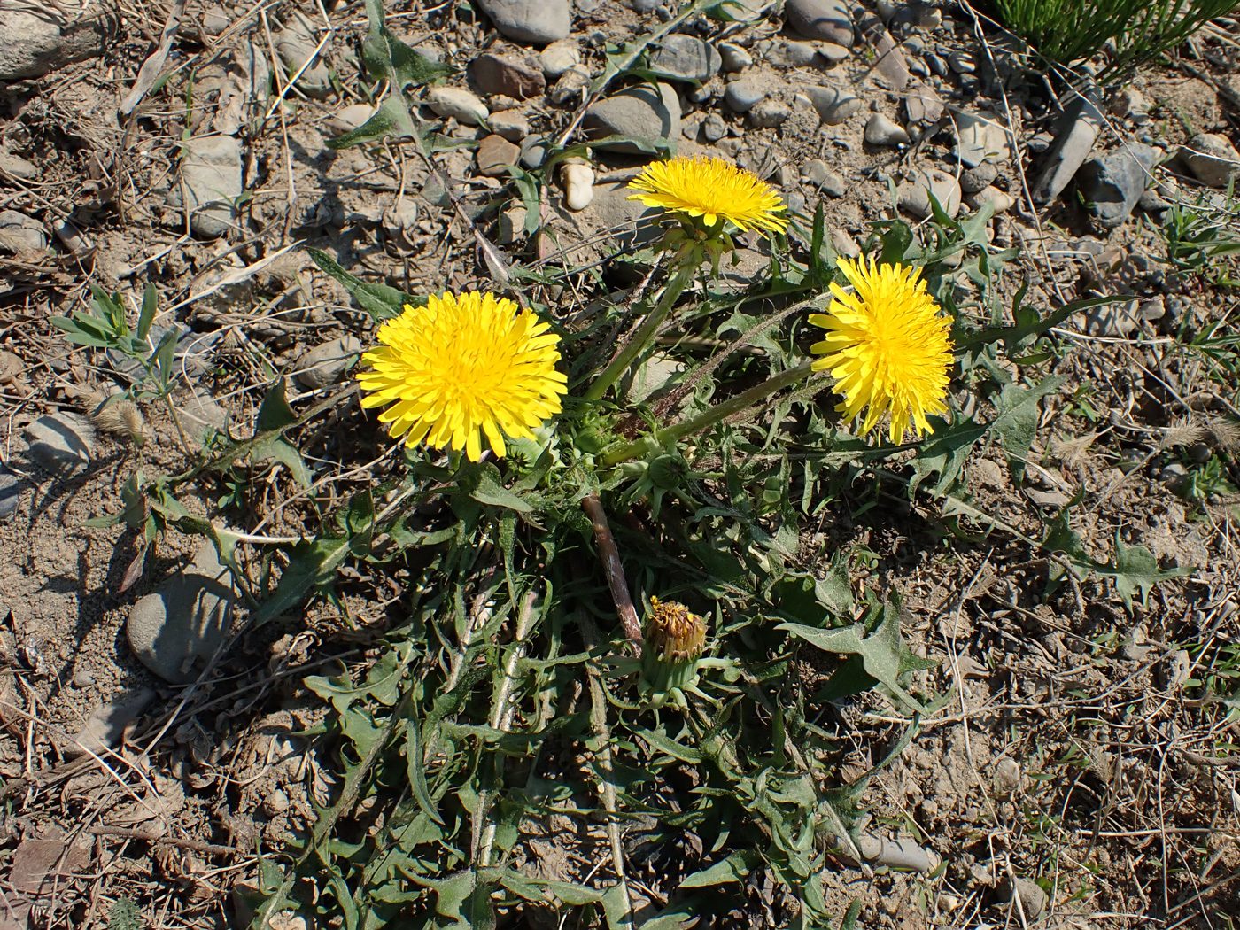 Image of Taraxacum scariosum specimen.