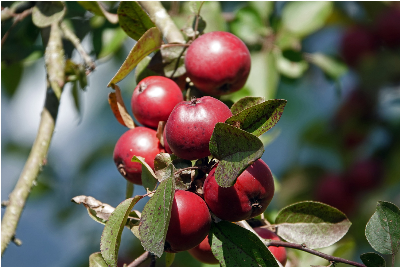 Изображение особи Malus niedzwetzkyana.