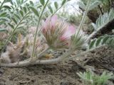 Astragalus roseus. Побег с соцветиями. Казахстан, Восточно-Казахстанская обл., Курчумский р-н в 15 км к вост. от с. Калжир; предгорья хр. Азутау, щебнистая пустыня. 11 мая 2026 г.