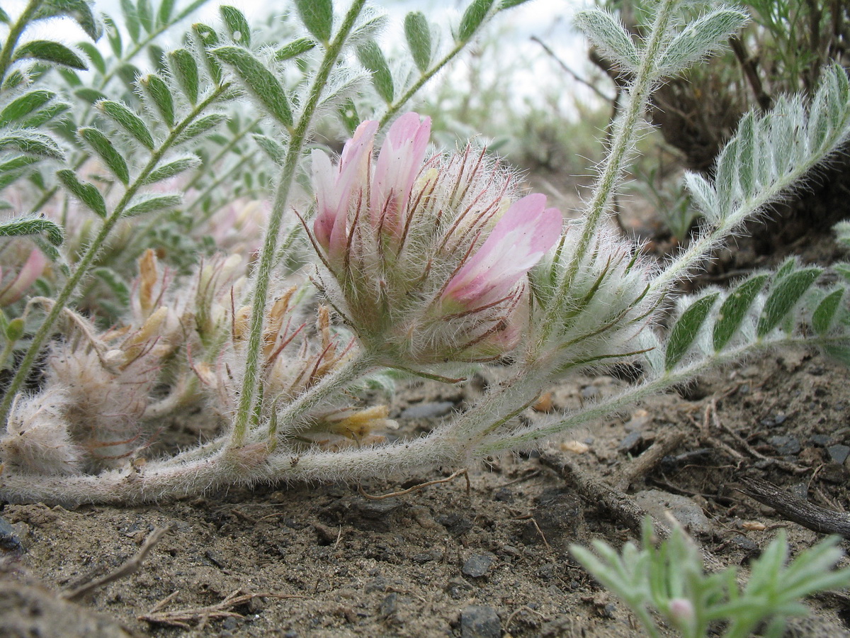 Image of Astragalus roseus specimen.